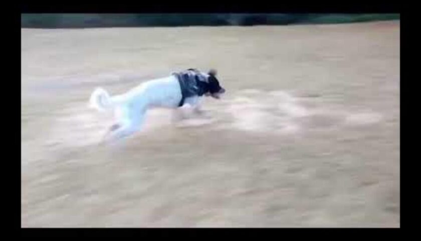 保護犬ふぅちゃん、走って走って♪