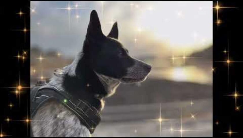 浜辺を駆け抜ける保護犬ふぅちゃん