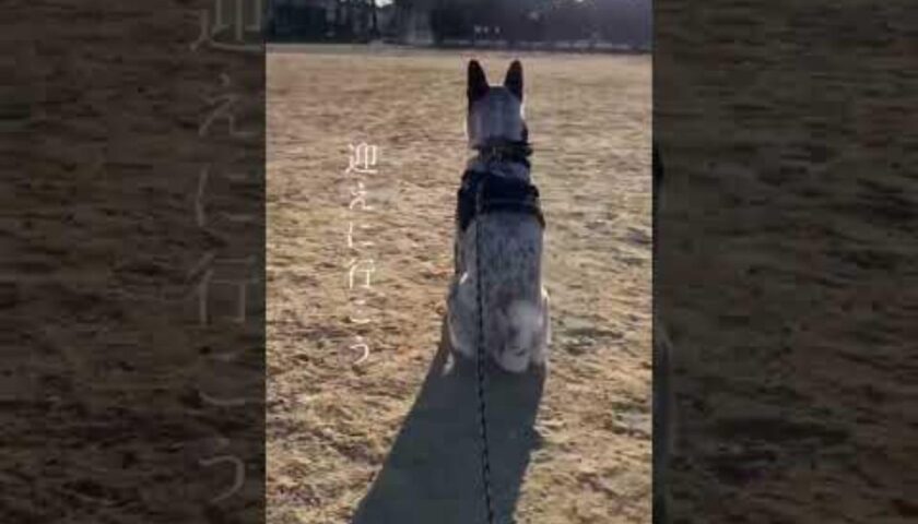 保護犬ふぅちゃんとの毎日が特別の日