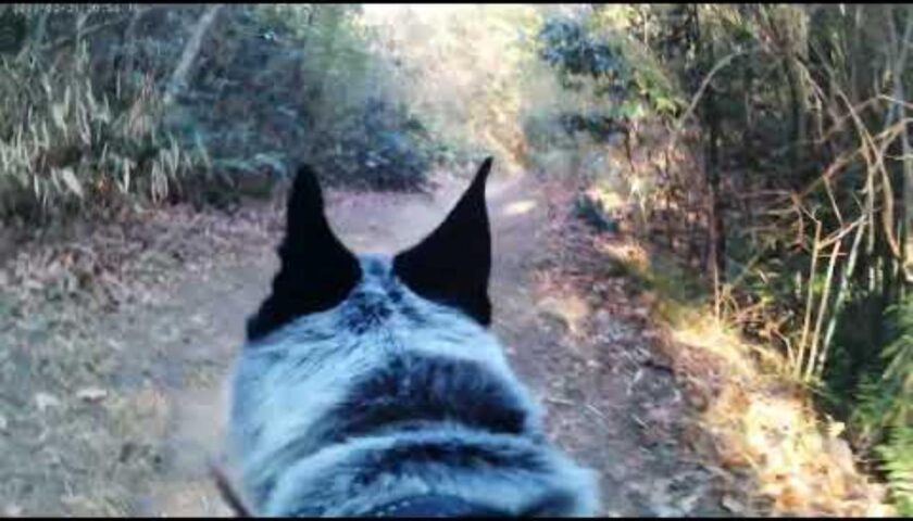 保護犬ふぅちゃん 里山を行く