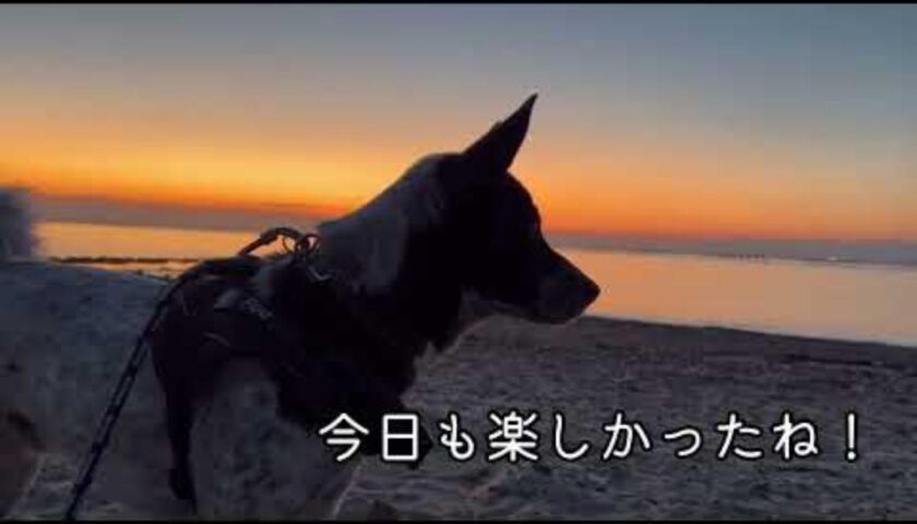 保護犬ふぅちゃんが夕暮れのビーチにいる様子
