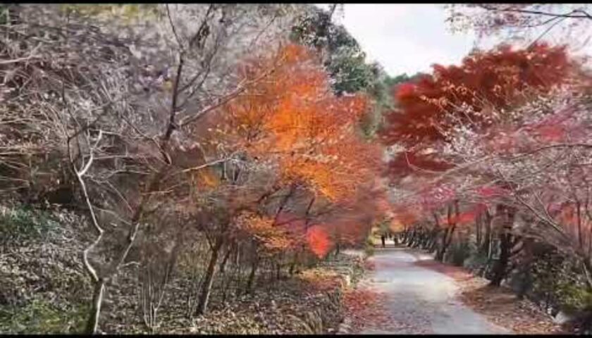 小原の四季桜と保護犬ふぅちゃん