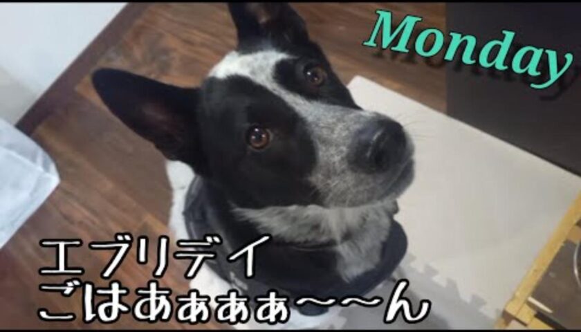 保護犬ふぅちゃんがごはんを待っている様子