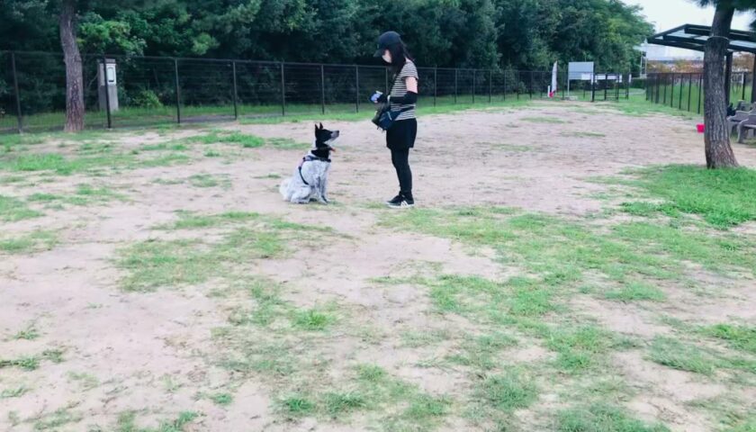 保護犬ふぅちゃんがドッグランでお手の練習をしている様子