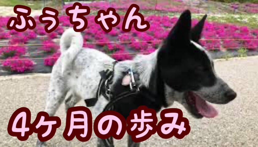 ふぅちゃんリミックス