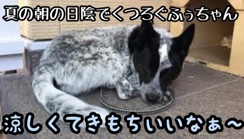 朝から涼しい日陰で眠いふぅちゃん