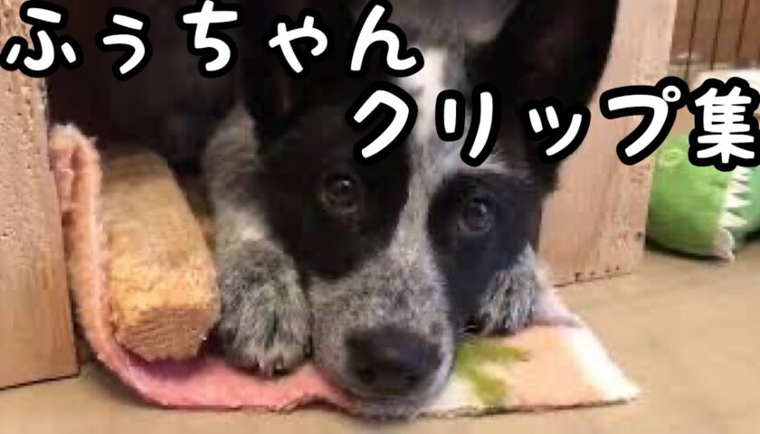 かわいいふーちゃんクリップ