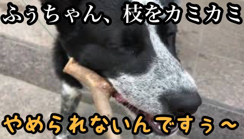 ふーちゃん、木の枝をカミカミ