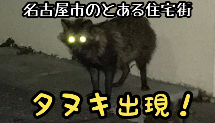 飼い犬の敵？名古屋市の市街地にタヌキ出現。