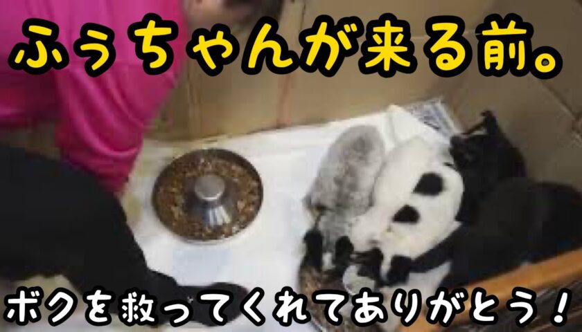【ふーちゃんに出会う前】アニマルレスキューの皆さん、ボクを救ってくれてありがとう！