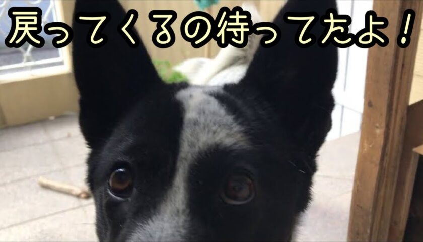 扉を開けると保護犬ふぅちゃんがいます