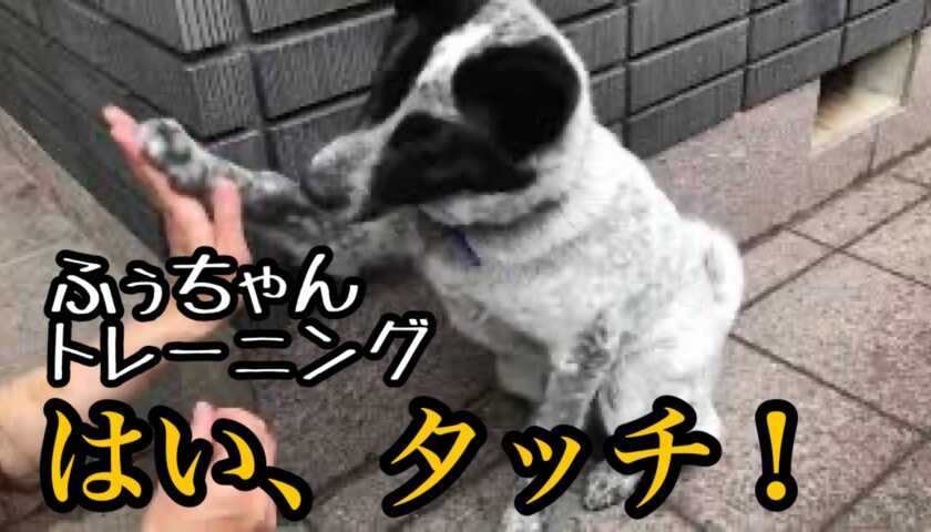 ふぅちゃん、タッチの練習中