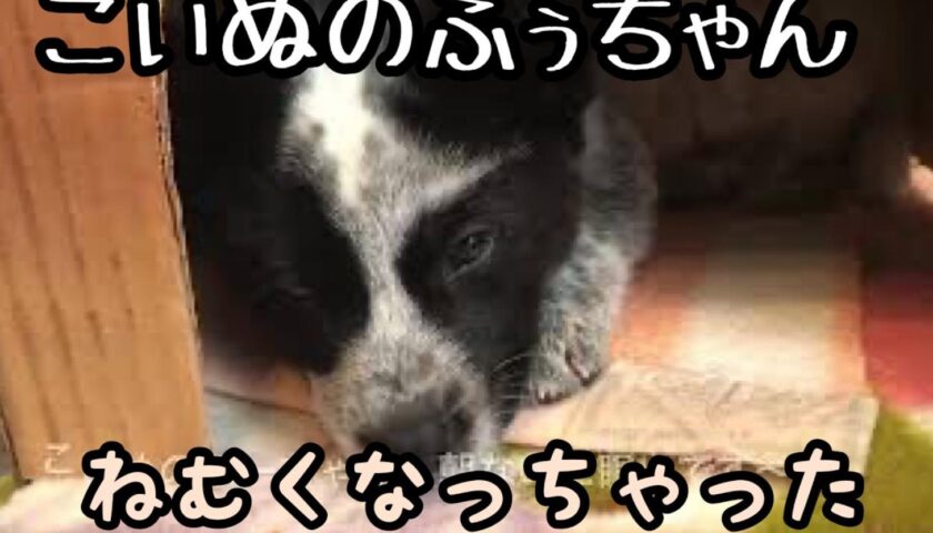 うとうとと眠くなる子犬時代の保護犬ふぅちゃんの寝顔