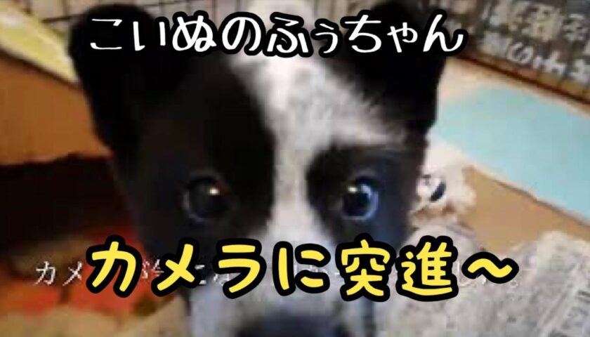 おもちゃに夢中になる子犬時代の保護犬ふぅちゃん