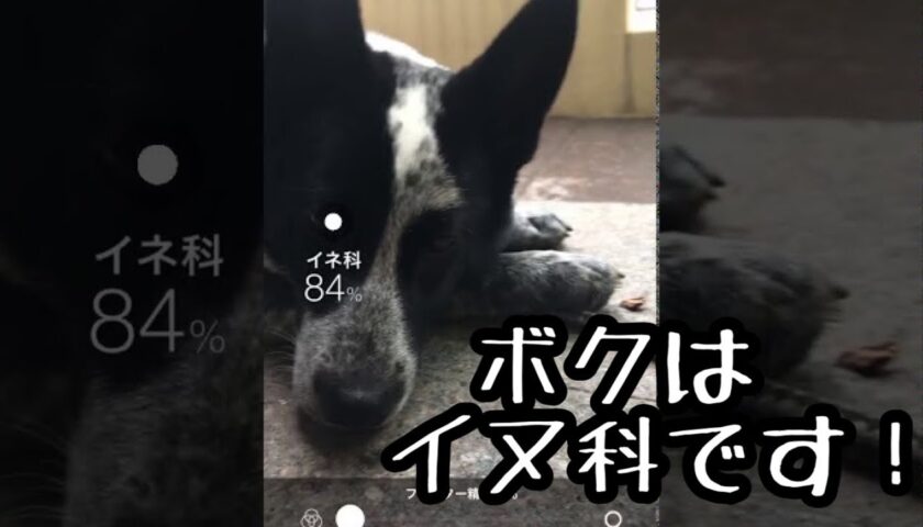 保護犬ふぅちゃん、ボクはイネ科じゃないワン！イヌ科だよ！