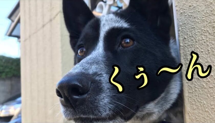 柵から顔を覗かせて甘えた声をだす保護犬ふぅちゃん