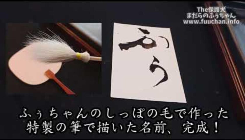 保護犬ふぅちゃんのしっぽの毛で作った筆と、それで書いた名前