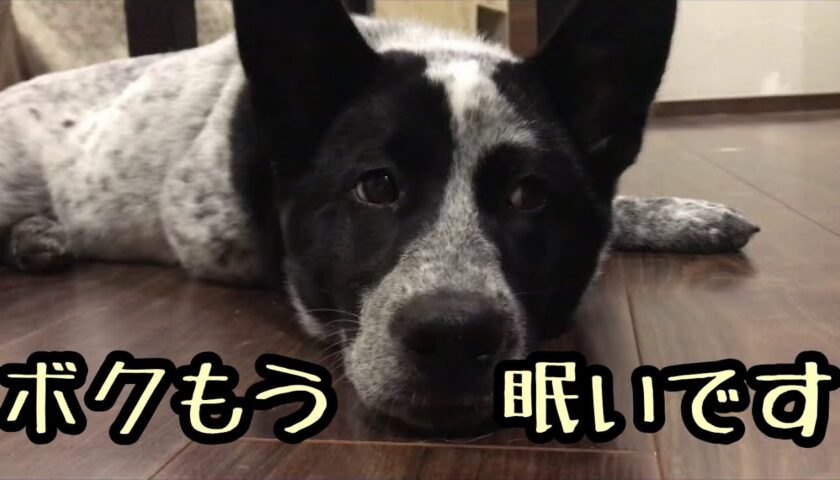 眠くなったふぅちゃん