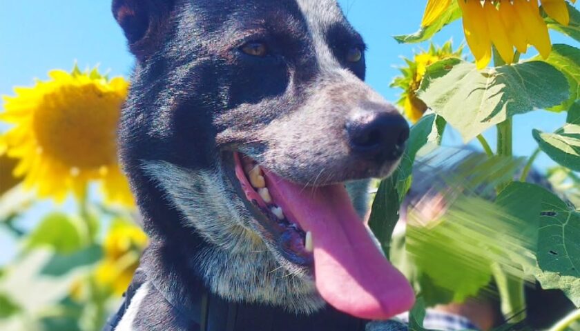保護犬ふぅちゃん、広大なひまわり畑と知多の鯛まつり