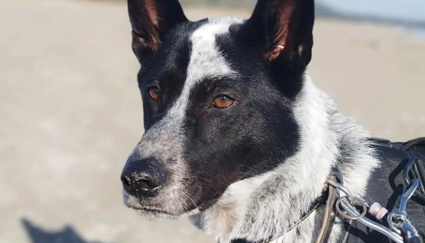 保護犬ふぅちゃん、渥美半島でアザラシと牛とトナカイに