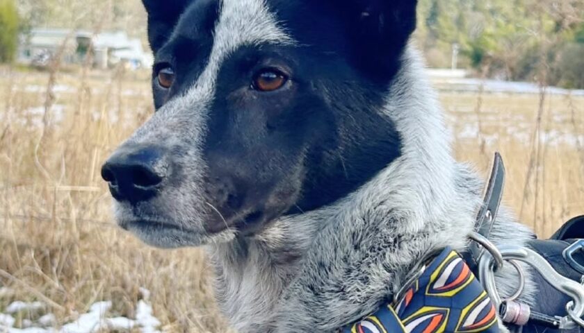 保護犬ふぅちゃん、おしゃれして山の宿場町へドライブ