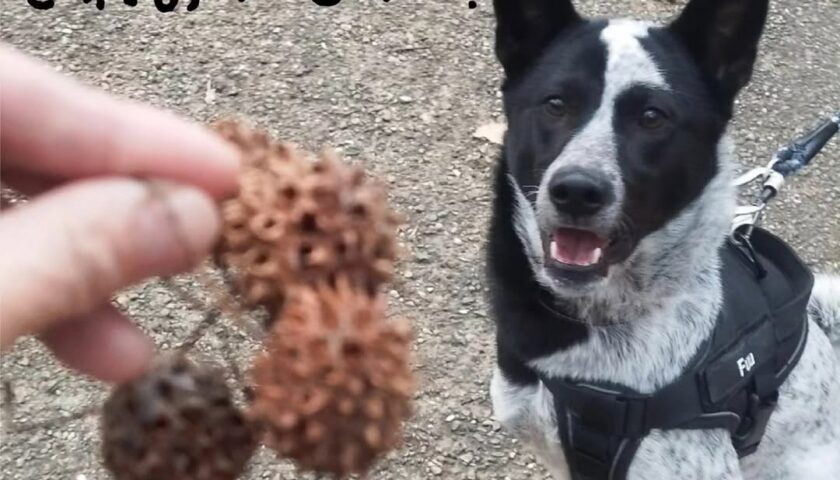 保護犬ふぅちゃんと「ふぅの実」