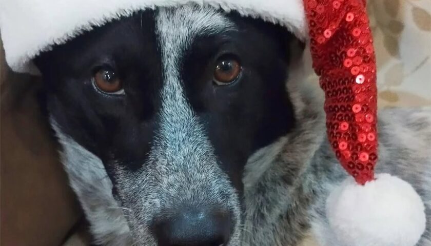 保護犬ふぅちゃん、サンタは出動しません