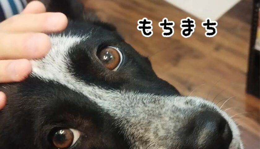 保護犬ふぅちゃん、実家の餅つき機でお餅つき