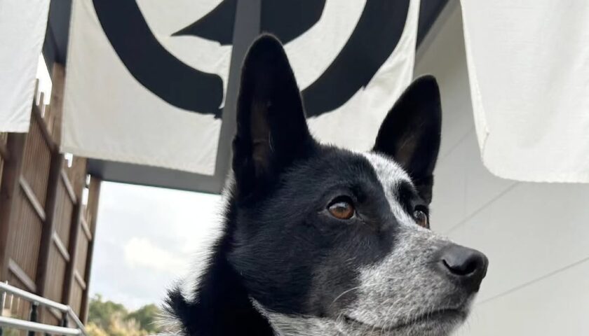 保護犬ふぅちゃん、キウイ飴と焼き芋専門店
