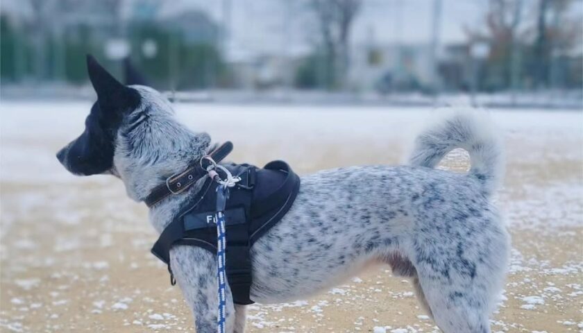保護犬ふぅちゃん、雪の日と充電中？