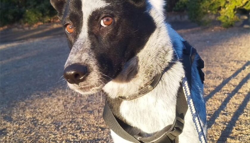 保護犬ふぅちゃん、寒い日も夕日のスポットライト