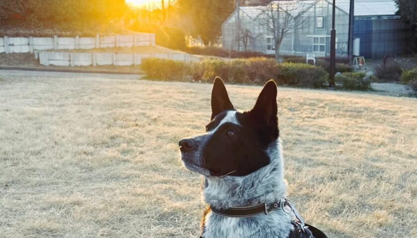 保護犬ふぅちゃん、夕焼けをバックにジャンプ