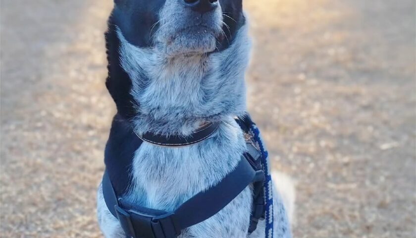 保護犬ふぅちゃん、日が長くなった夕方のおさんぽ