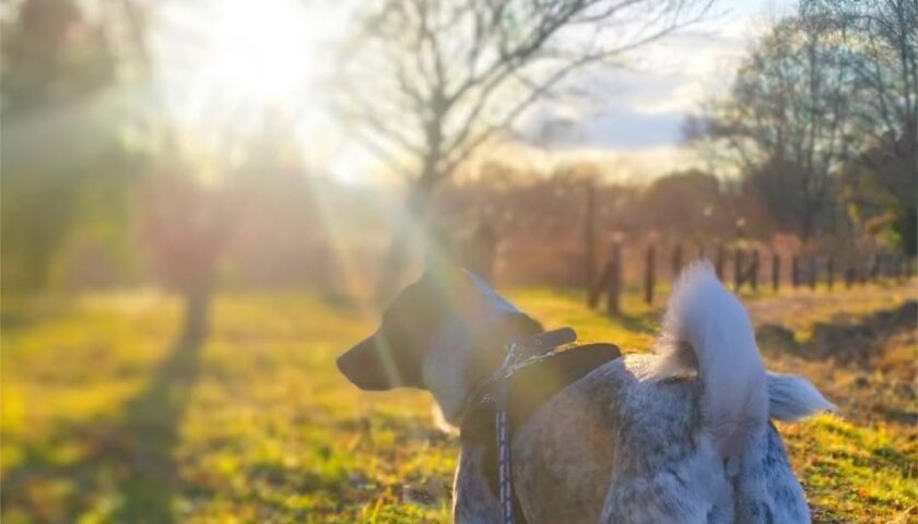 保護犬ふぅちゃん、里山の梅と光るしっぽ