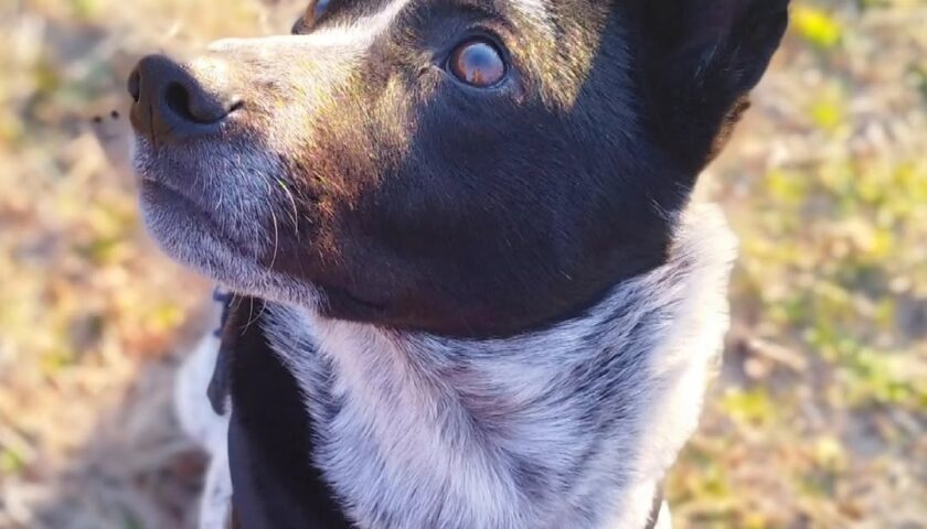 保護犬ふぅちゃん、キリッとした顔と芝でゴシゴシ