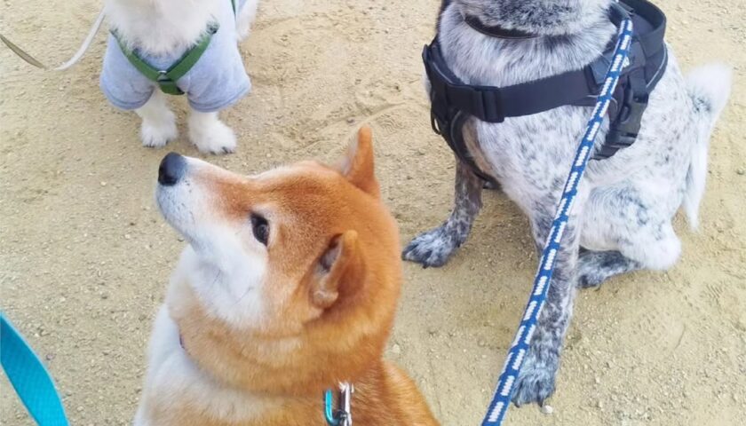 保護犬ふぅちゃん、朝のおさんぽ仲間をご紹介