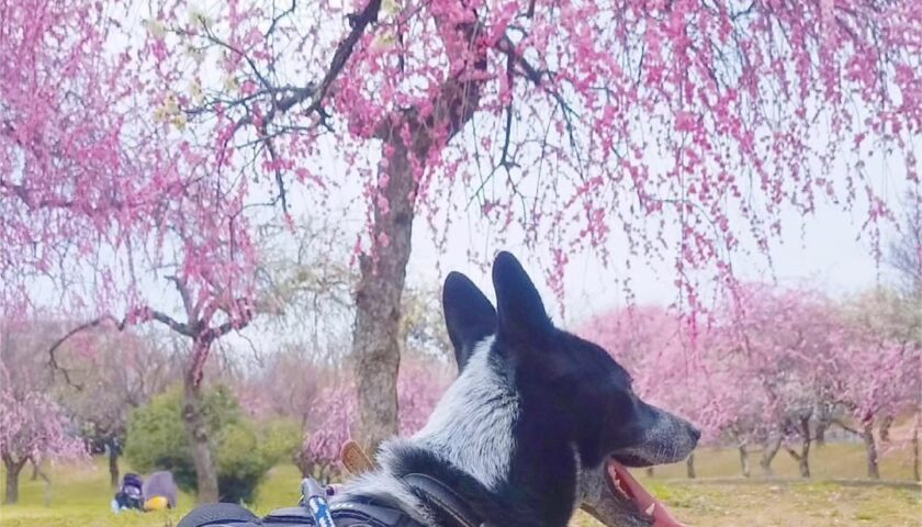 保護犬ふぅちゃん、豊田市平芝公園の梅