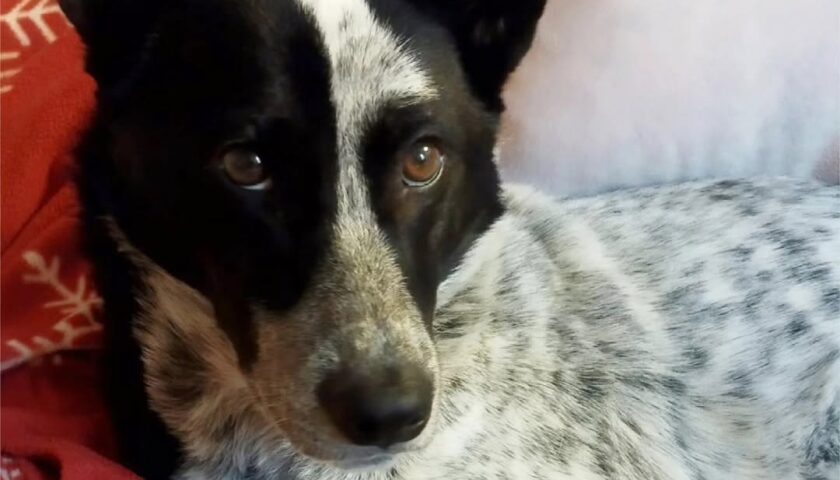 保護犬ふぅちゃん、雨の日はエビの枕で