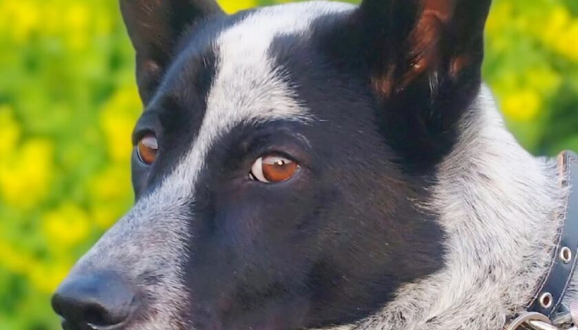 保護犬ふぅちゃん、雨上がりの菜の花畑と団子屋ふうちゃん
