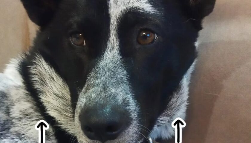 保護犬ふぅちゃん、もみあげで頭取に
