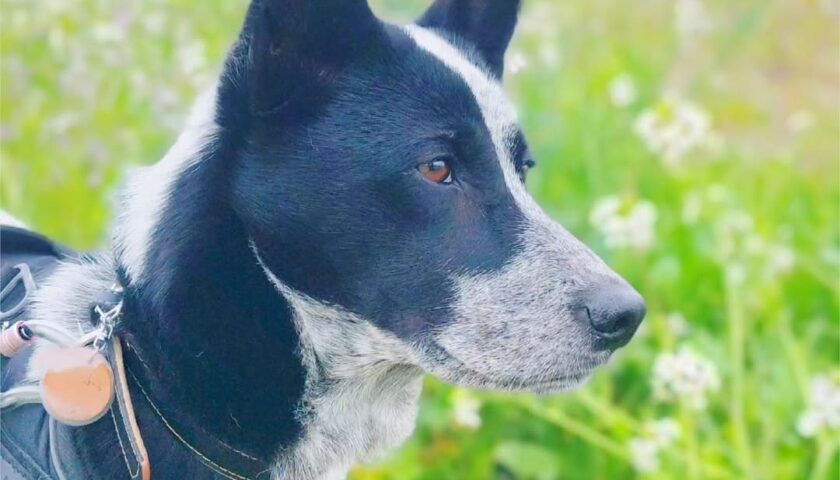 保護犬ふぅちゃん、ハマダイコンの花と木蓮