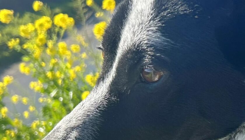 保護犬ふぅちゃん、田原市免々田川の菜の花と河津桜