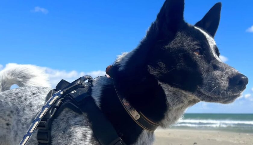 保護犬ふぅちゃん、強風の海で夕日を見る