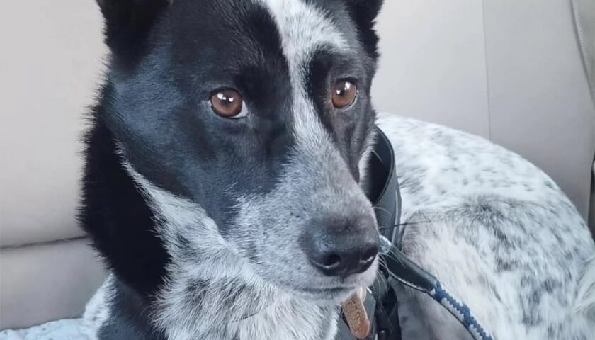保護犬ふぅちゃん、車で見つめられる＆寝あと