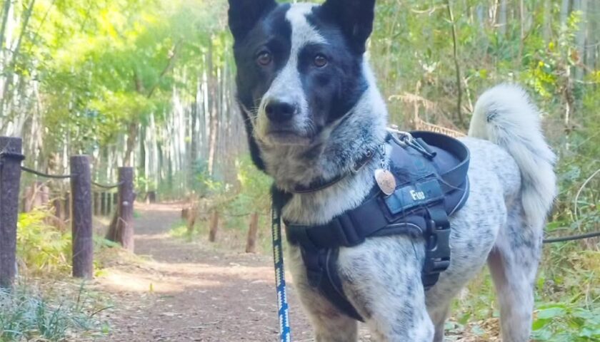 保護犬ふぅちゃん、山のおさんぽでアイコンタクト