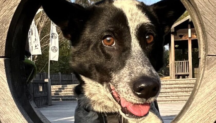保護犬ふぅちゃん、色金山の丸窓と空港での感動の再会