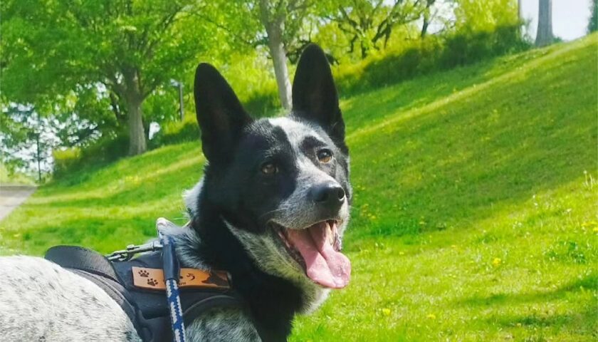 保護犬ふぅちゃん、桜から新緑へ
