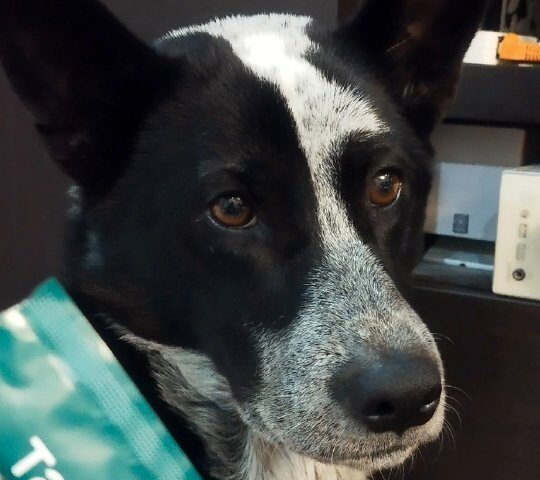 保護犬ふぅちゃん、皮膚のかゆみケアのモニター体験【動画】