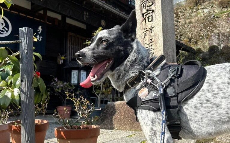保護犬ふぅちゃん、中山道馬籠宿へ