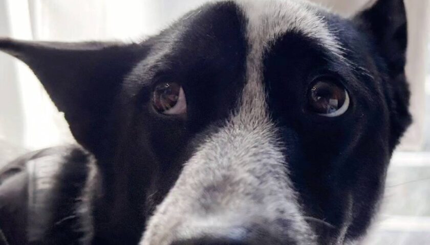 保護犬ふぅちゃん、エイプリルフールの変顔まとめ【動画】